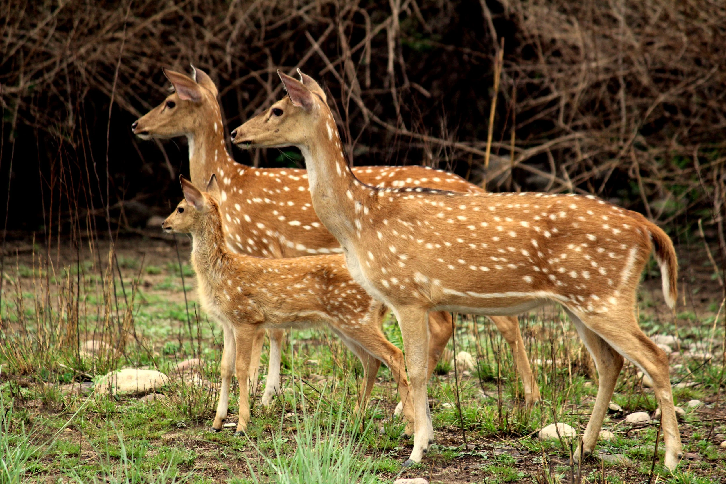 Wild animals in Jim Corbett National Park Uttarakhand safari